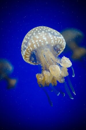 Ez meg egy random kép egy random medúzáról (A kép forrása: pixabay.com) Ez meg egy random kép egy random medúzáról (A kép forrása: pixabay.com)