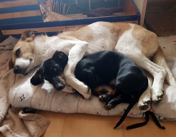 Mancsi és Nudli még egyszer