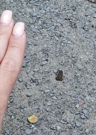 Gyakran bóklásztam leszegett fejjel