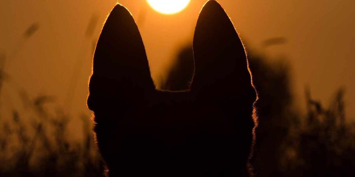 A kép forrása: pixabay.com