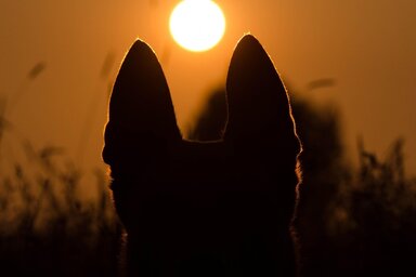 A kép forrása: pixabay.com