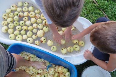 Almát taposva – Készül a cefre