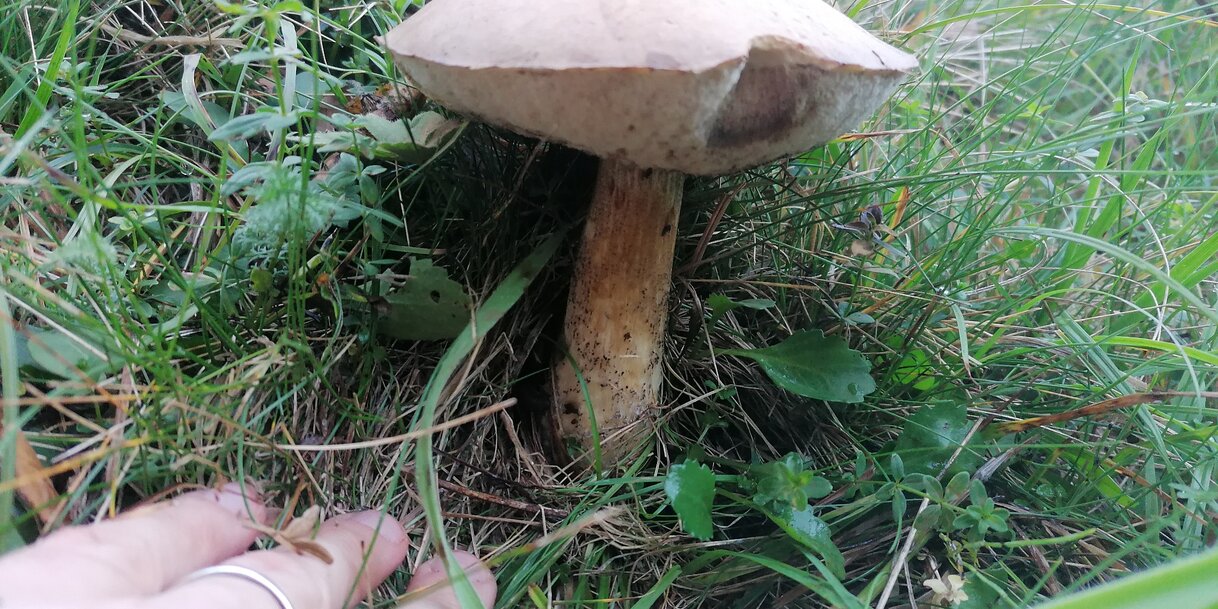 Egy szép vargánya