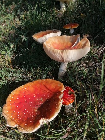 Légyölők egymás között Légyölők egymás között