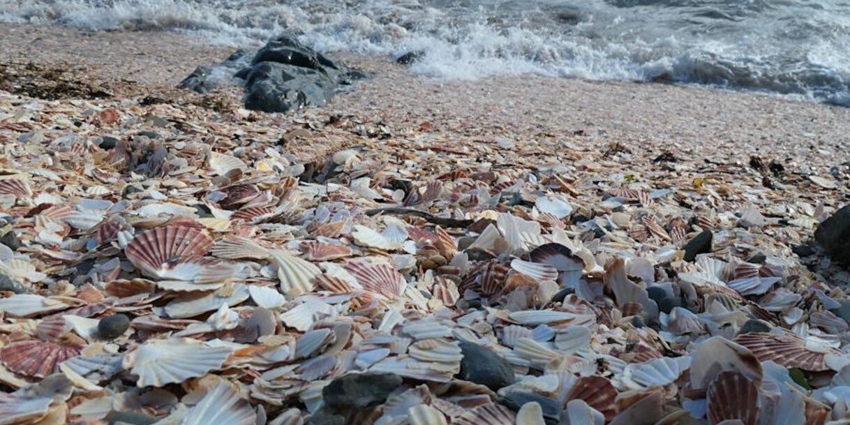 A Fenella Beach, vagyis a kagylóstrand