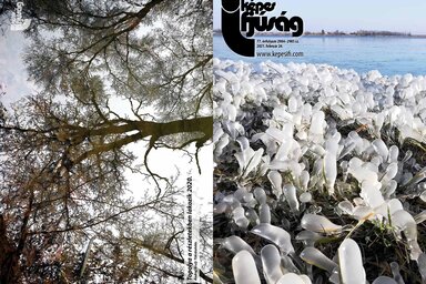 Hátsó oldal: Topolya a részletekben lakozik – Andrej Krulj