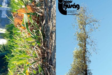 Hátsó borító: Bíró Tímea fotója