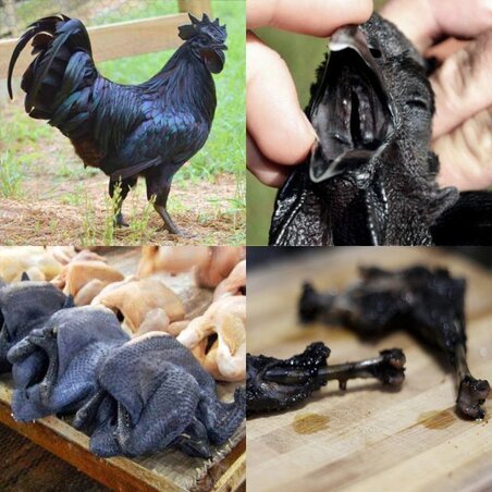 Ayam-részek Ayam-részek