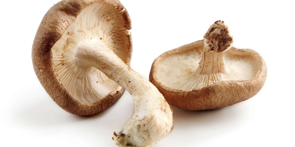 Siitake
