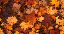 : pixabay.com
