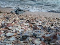 : A Fenella Beach, vagyis a kagylóstrand