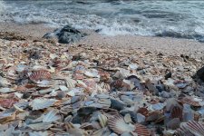 : A Fenella Beach, vagyis a kagylóstrand