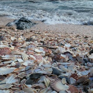 : A Fenella Beach, vagyis a kagylóstrand