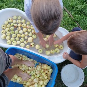 : Almát taposva – Készül a cefre