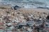 : A Fenella Beach, vagyis a kagylóstrand