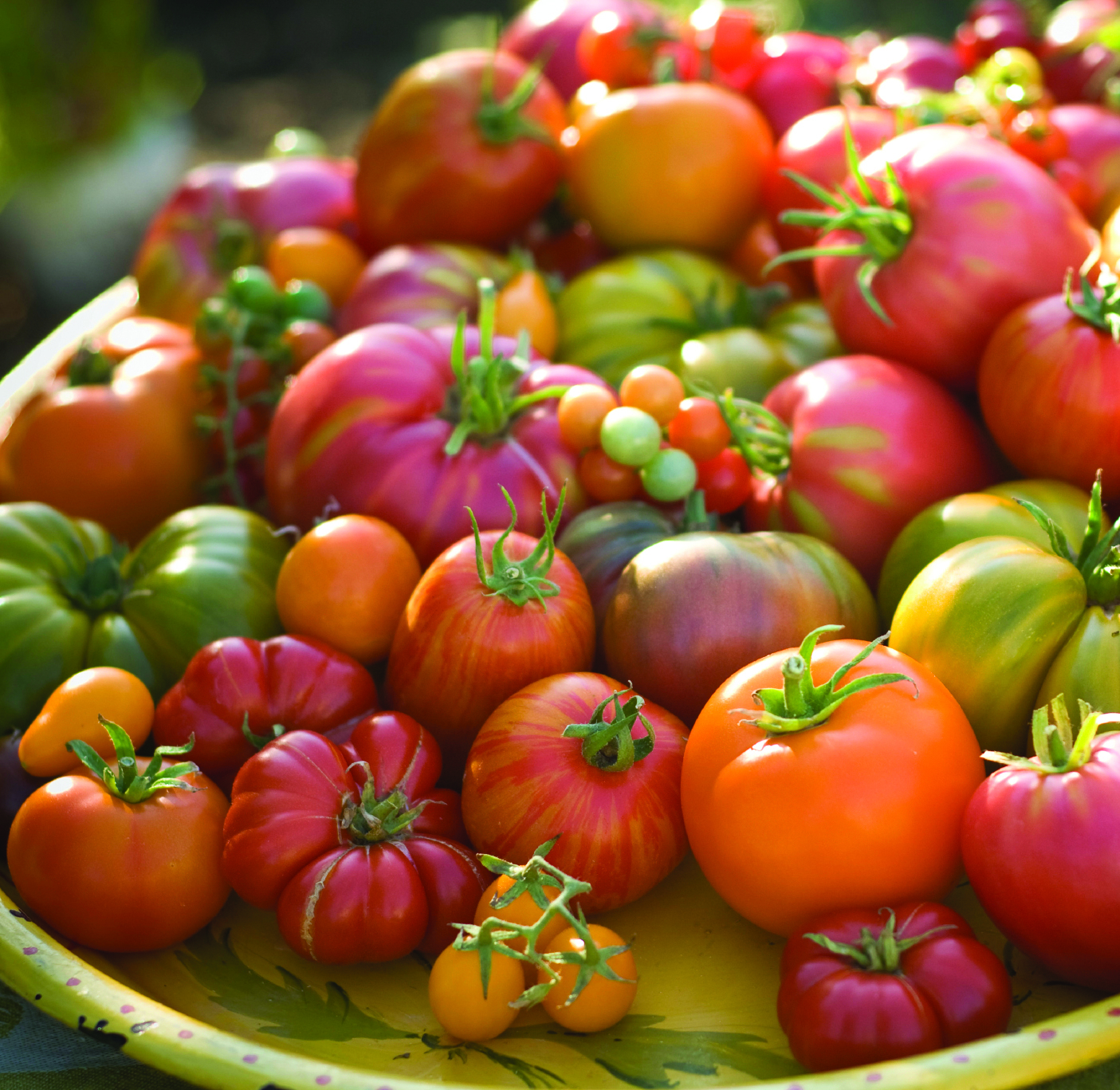 Экзотические томаты. Красивые помидоры. Разноцветные помидоры. Необычные сорта помидоров.